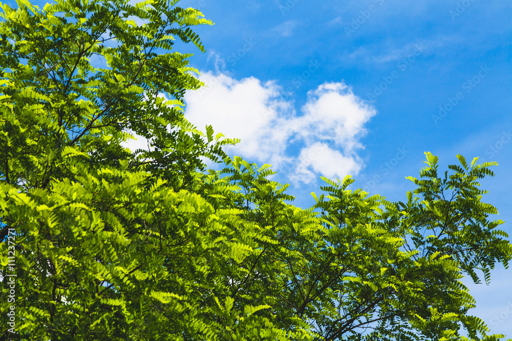 Fototapeta premium Green branches of acacia against blue sky