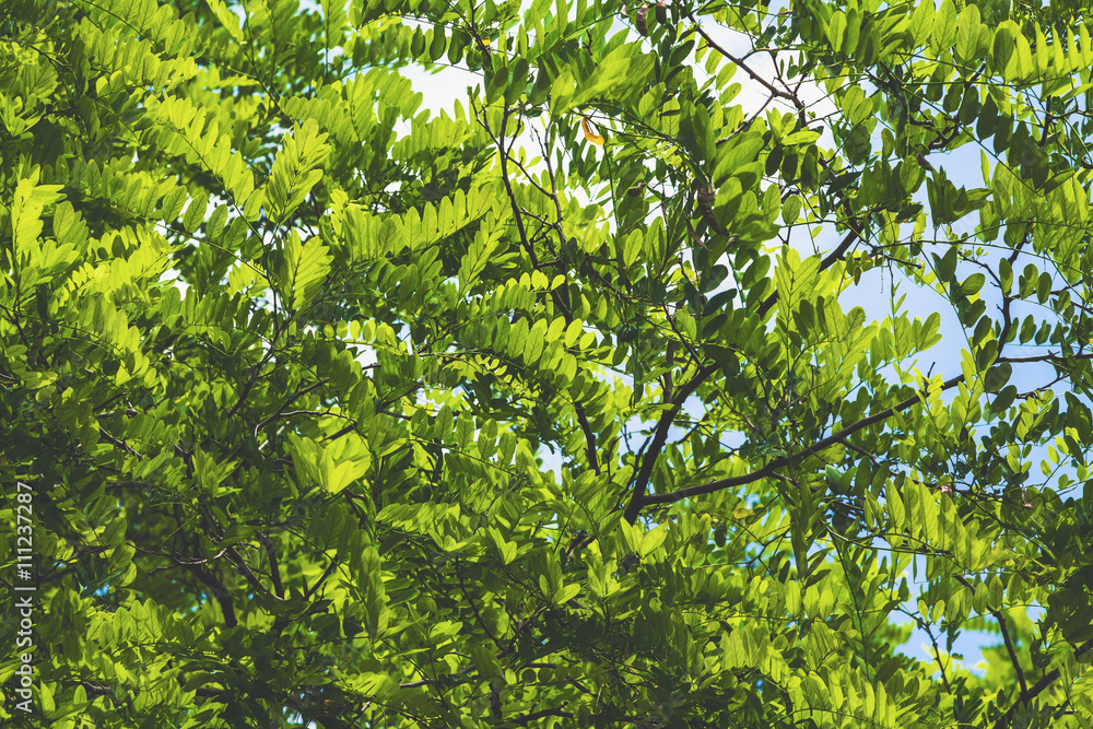 Fototapeta premium Thick branch of acacia with green leaves