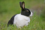 Dutch Rabbit  domestic, sitting feeding on grass