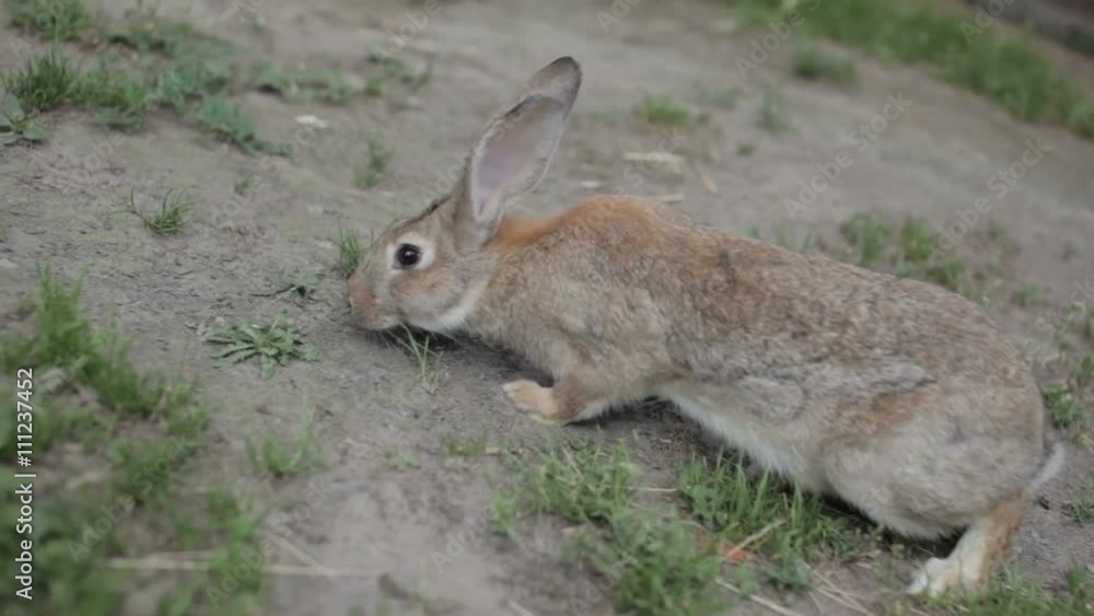 Timorous Grey cottontail Bunny on the ground Timorous Grey cottontail Bunny on the ground