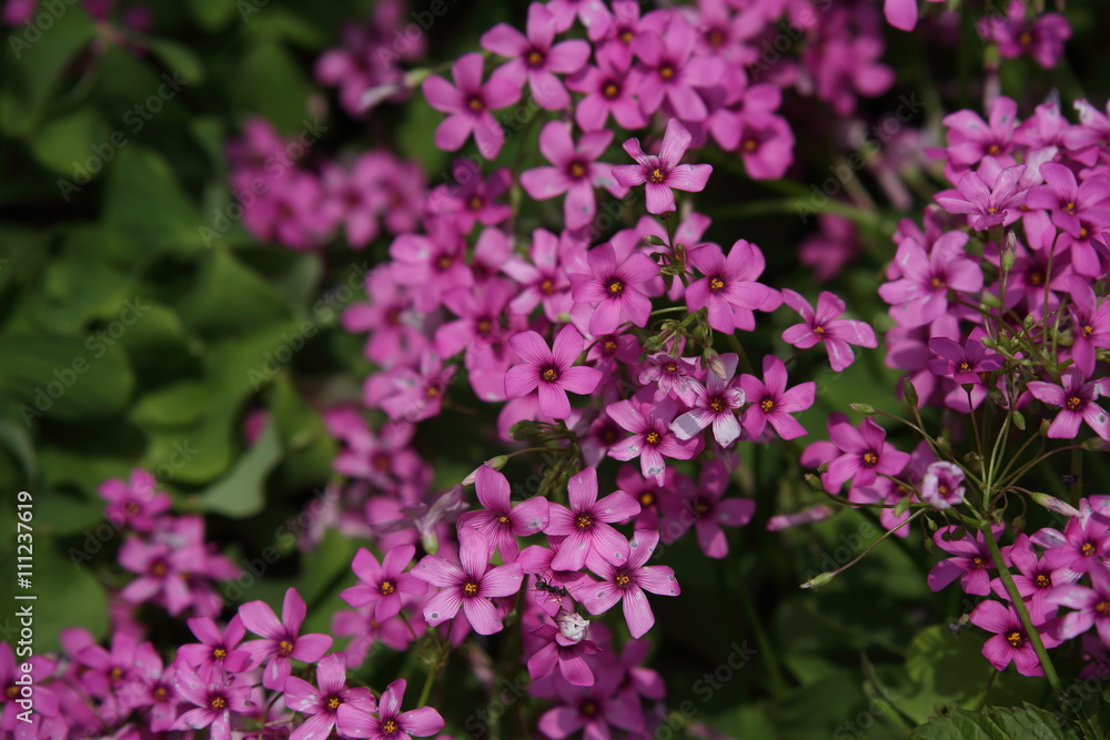 Wild flowers in Spring.