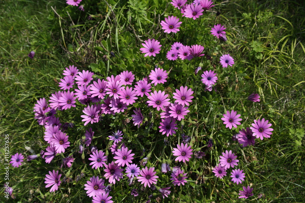 Fototapeta premium Wild flowers in Spring.