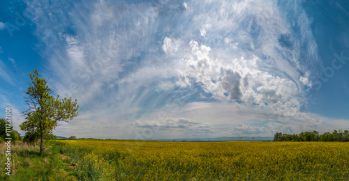 panorama landscape of blooming rapeseed field
