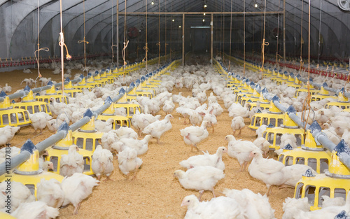 Chickens. Poultry farm photo