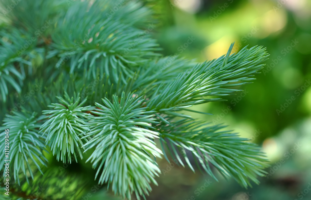 blue fir tree branches such as background blue fir tree branches such as background