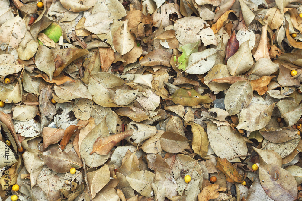 Autumn leaves on the ground Autumn leaves on the ground