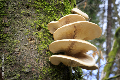 Large fungi on a tree photo