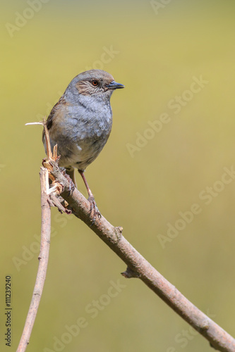 Dunnock (Prunella modularis) © chris2766