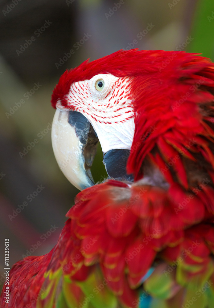 colourful macaw parrot