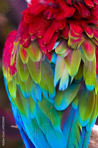 Blue,red and green macaw feathers © Glebstock