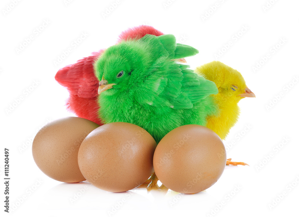 Obraz premium Three chicks in front of white background.