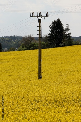 Rapeseed, field with power line