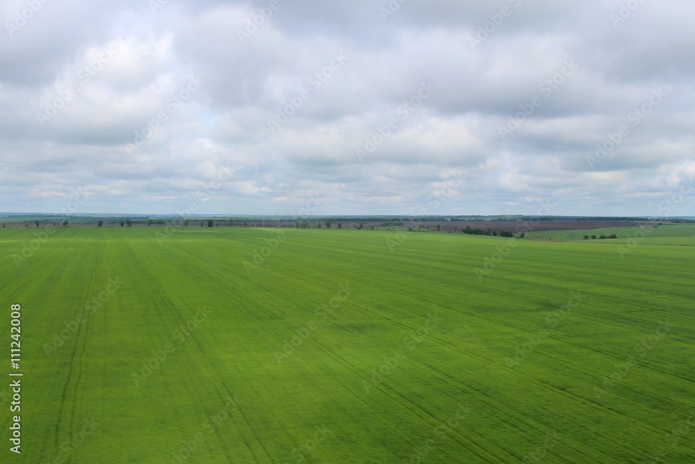 Obraz premium Поле у посадки