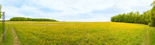 Sunny field of dandelions