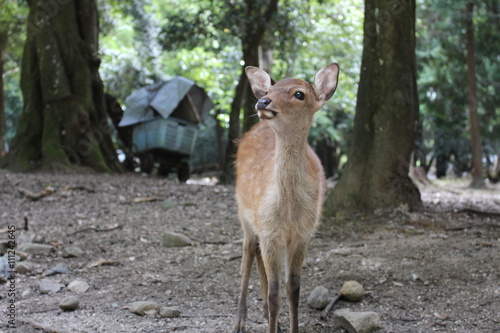 奈良の鹿 © faust3