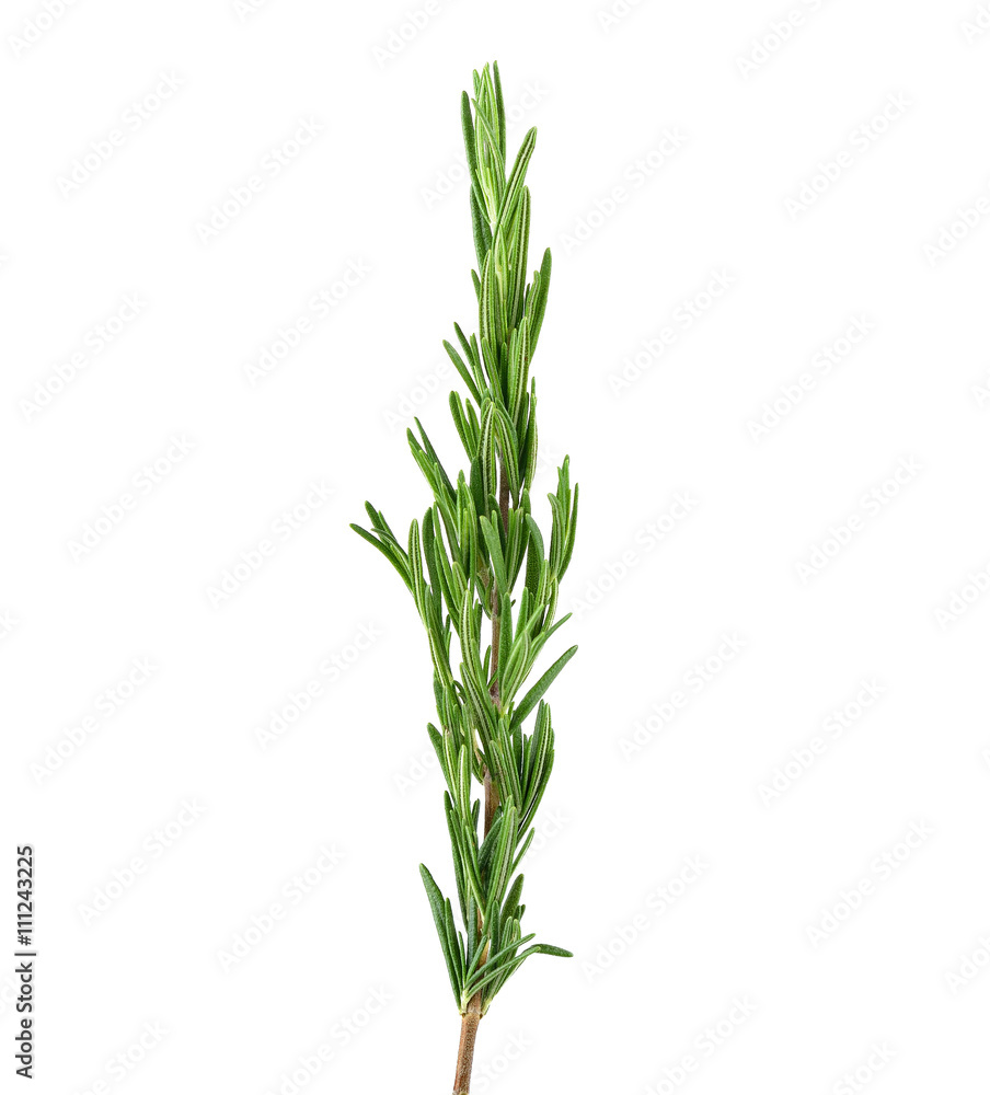 Fresh green sprig of rosemary isolated on a white background Fresh green sprig of rosemary isolated on a white background