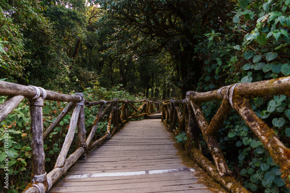 Wooden bridge in tropical rain forest at Doi Inthanon Wooden bridge in tropical rain forest at Doi Inthanon