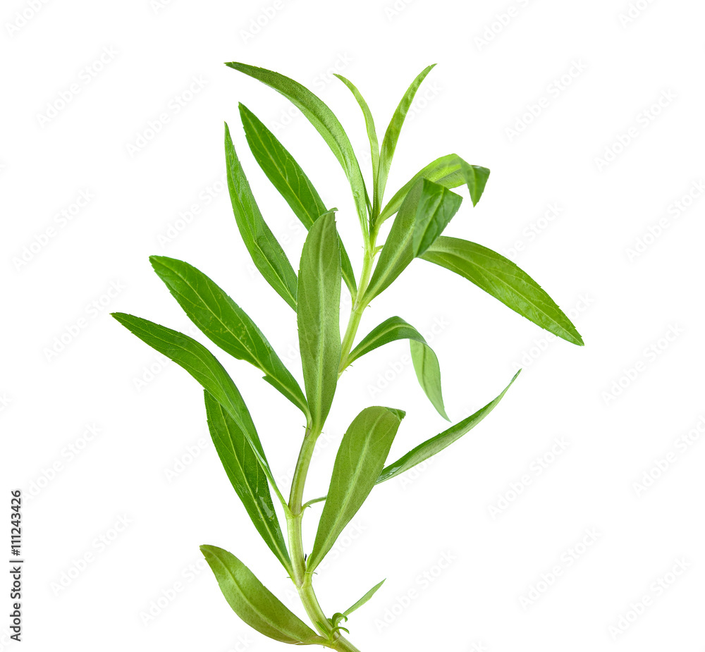 Tarragon herbs close up isolated on white Tarragon herbs close up isolated on white