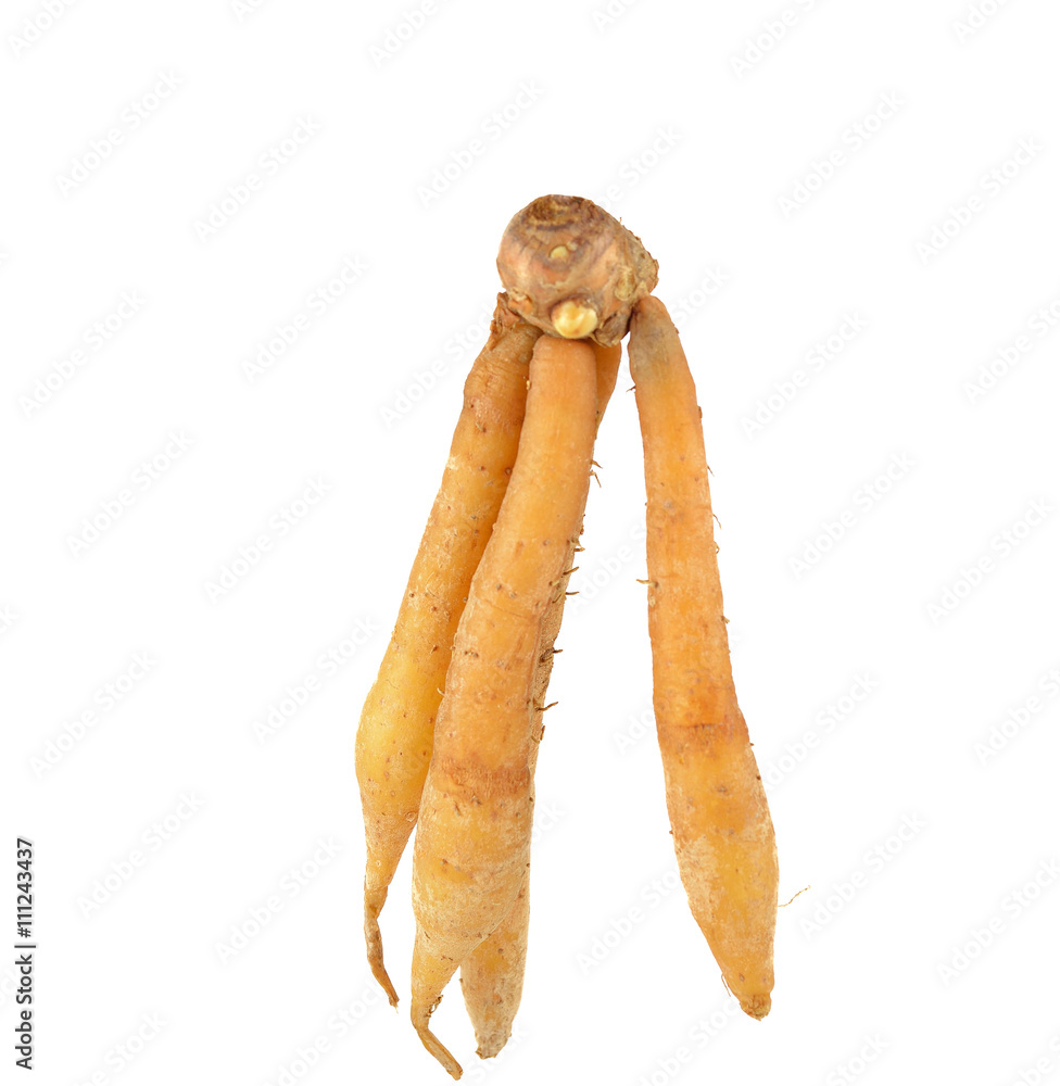 Fingerroot, Kaempfer, Boesenbergia (Boesenbergiapandur ata (Roxb Fingerroot, Kaempfer, Boesenbergia (Boesenbergiapandur ata (Roxb