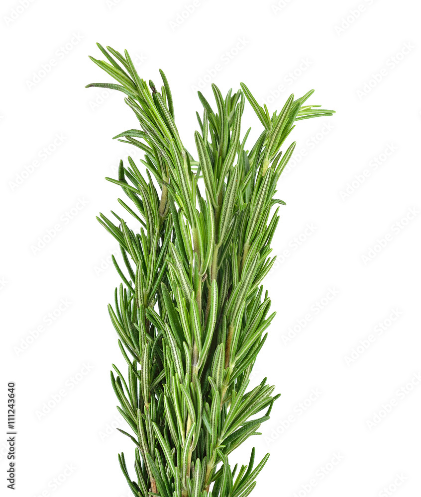 rosemary isolated on white background rosemary isolated on white background