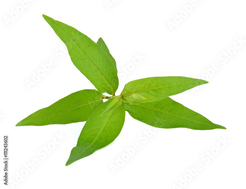 Hot mint, Vietnamese mint isolated on white