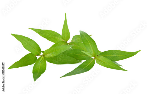 Vietnamese mint isolated on white background