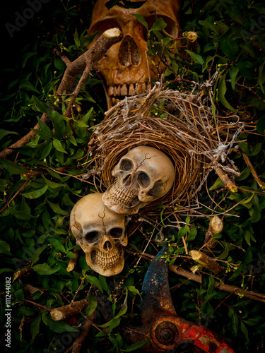 Nature and skull © ritfuse