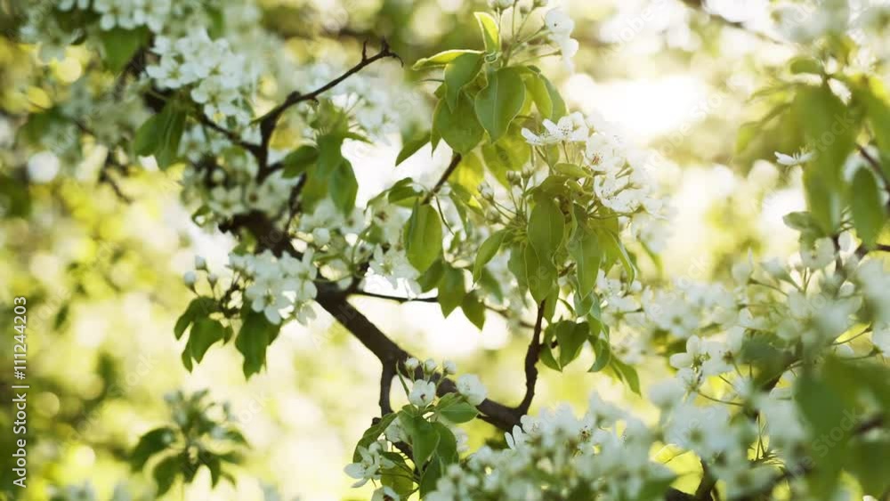 sun peaking through branches of blossom apple tree, toned footage sun peaking through branches of blossom apple tree, toned footage