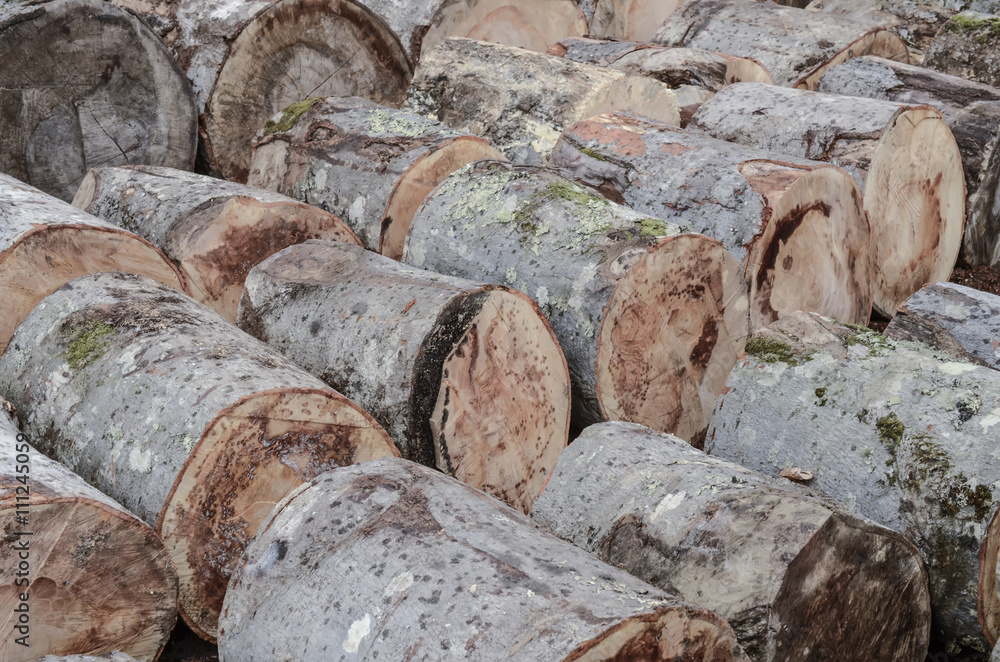 Freshly cut timber logs, sawn trees Freshly cut timber logs, sawn trees