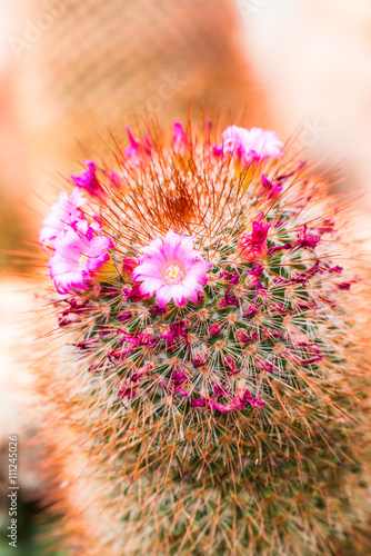 Flower of Melocactus sp. photo