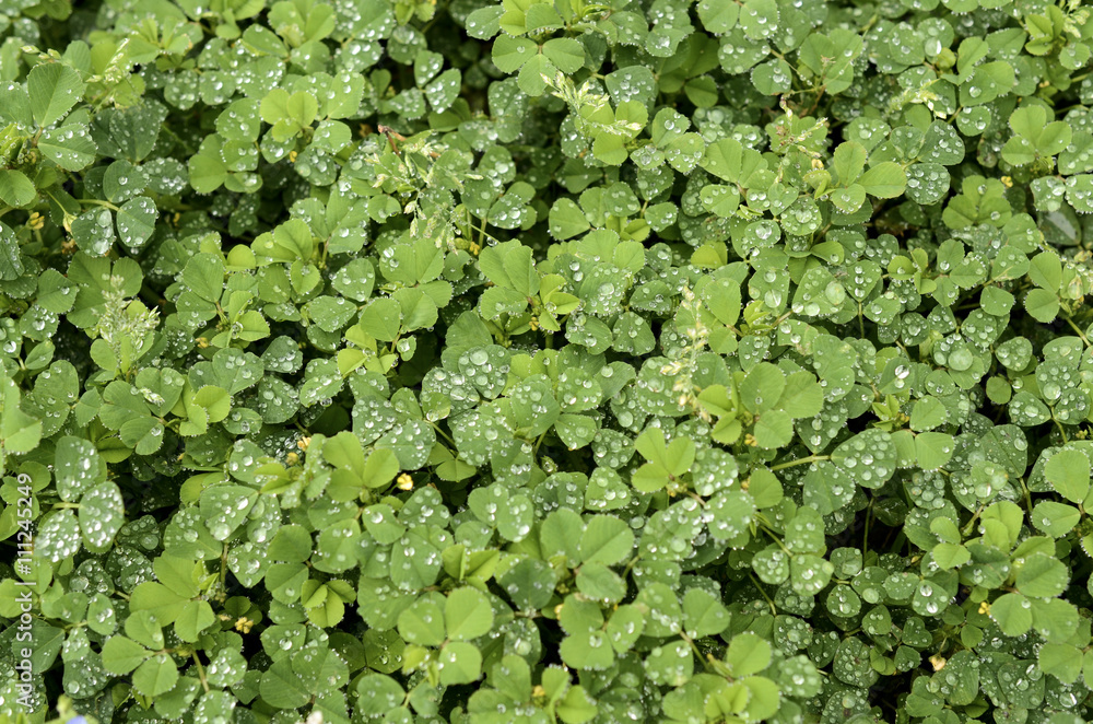 beautiful green leave and water drop background beautiful green leave and water drop background