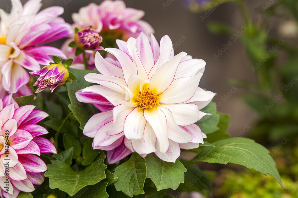 Fototapeta premium Bush of dahlias in a garden
