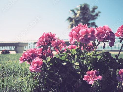 Fototapeta Naklejka Na Ścianę i Meble -  aiuola di gerani