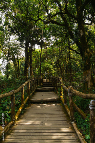 Wooden bridge in tropical rain forest at Doi Inthanon