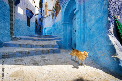 A cat in a street of Chefchaouen, in Morocco. © Tiago Fernandez