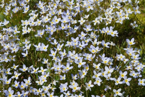 Blanket of bluets
