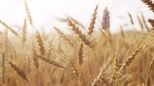 female teen hand touching wheat in sunset light, prores 180fps footage