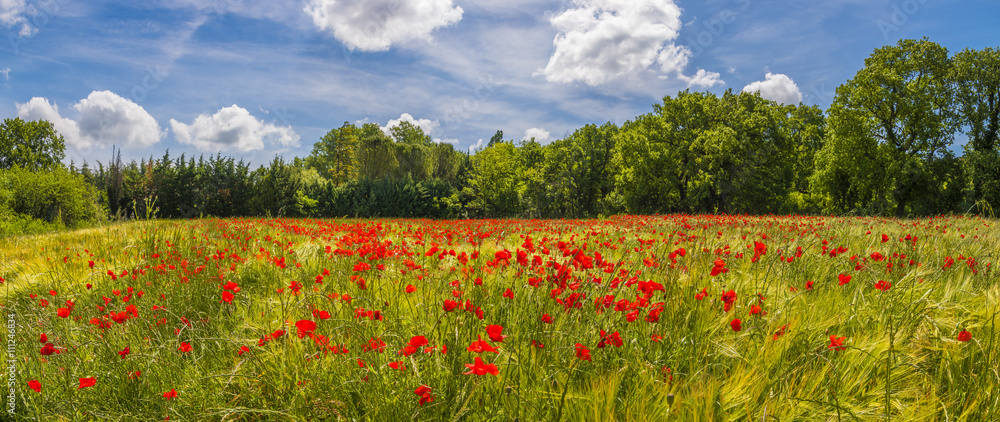 Fototapeta premium coquelicots dans un champ de blé