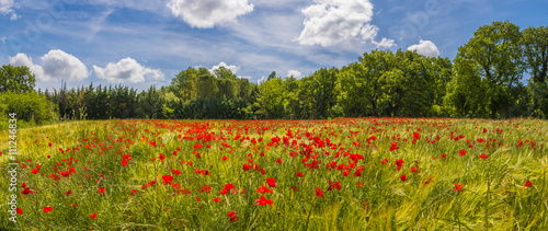 Fototapeta Naklejka Na Ścianę i Meble -  coquelicots dans un champ de blé