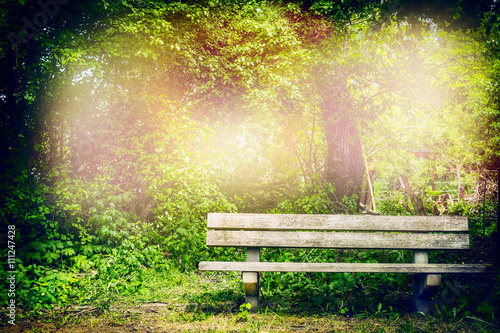 Old bench in summer park or forest. Outdoor nature background with wooden bench.