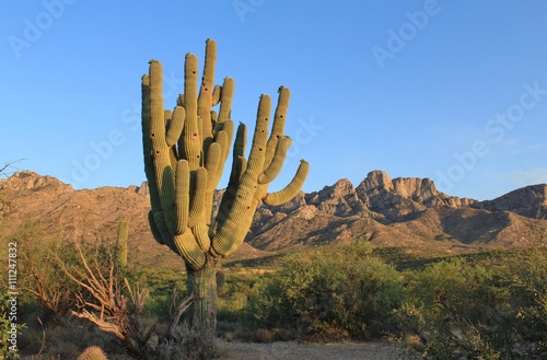 Arizona Desert Mountains and Cactus Landscape © CellarStorm