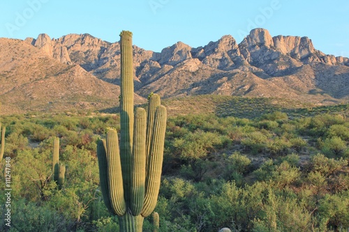 Arizona Desert Mountains and Cactus Landscape