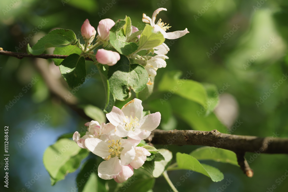 apple light pink flowers in bloom, shallow focus