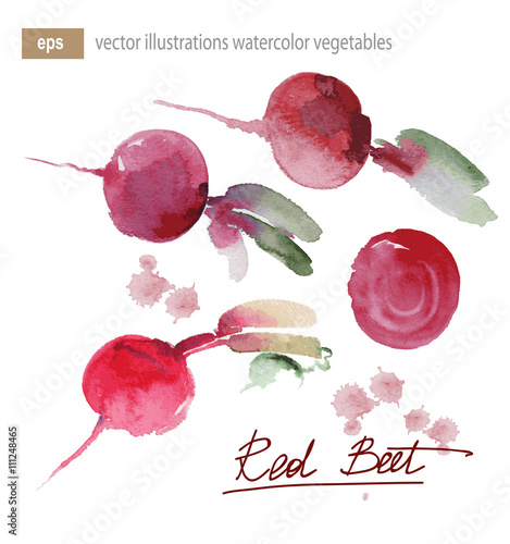 vector illustration of red beet, set watercolor