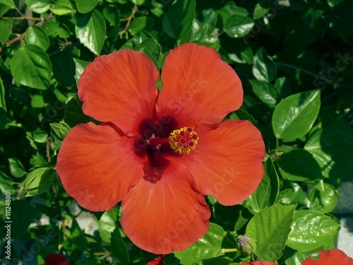 flor de Hibiscus rojo  com  nmente hibiscos  de la familia Malvaceae  