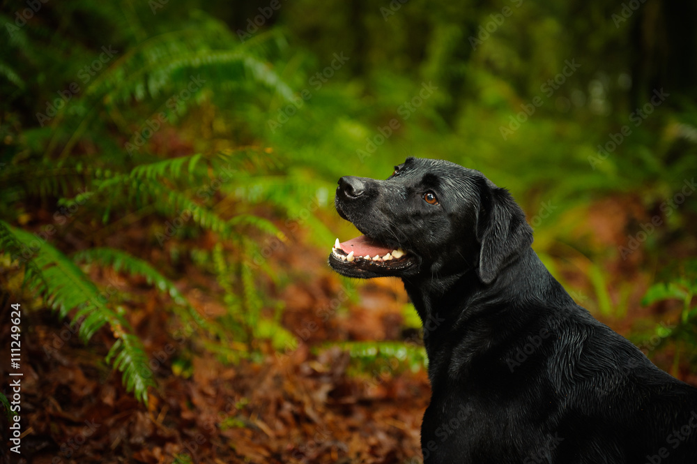 Black Labrador Retriever dog in lush forest with ferns Black Labrador Retriever dog in lush forest with ferns