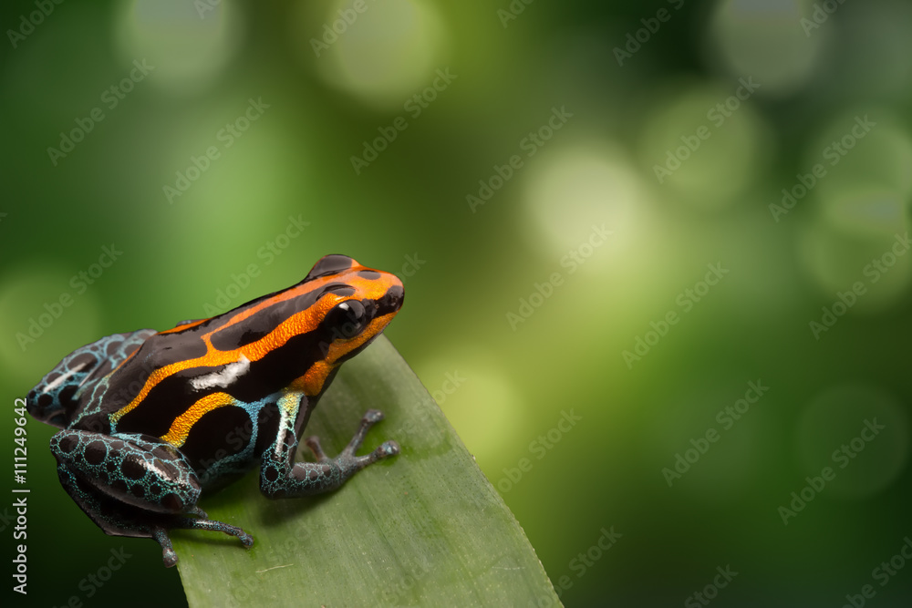 Fototapeta premium Red striped poison dart frog , ranitomeya amazonica. A poisonous small rainforest animal living in the Amazon rain forest in Peru.