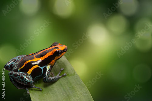 Red striped poison dart frog , ranitomeya amazonica. A poisonous small rainforest animal living in the Amazon rain forest in Peru.
