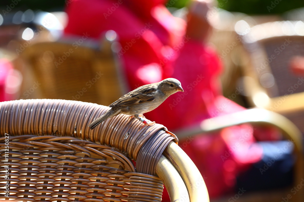 Obraz premium sparrow/ sparrow begging for food on a terrace in the Netherlands