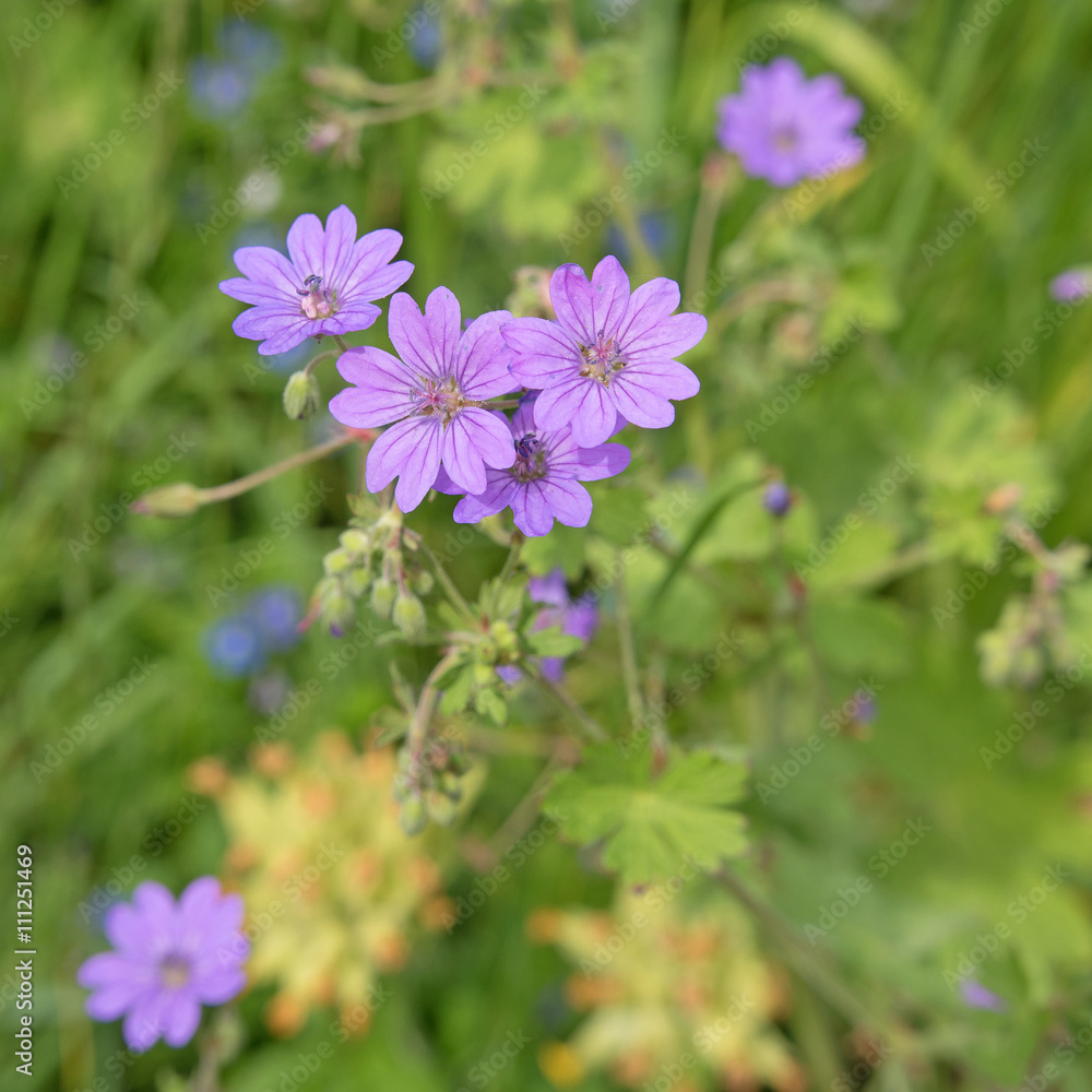 Pyrenäen-Storchschnabel, Geranium pyrenaicum Pyrenäen-Storchschnabel, Geranium pyrenaicum